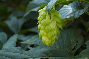 Fresh cones of hop on the bushes. The hops field. photo