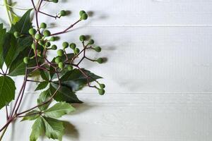 Green leaves of wild grape on a white wooden background. photo