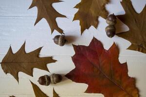 Autumn leaves on a white wooden background. Bright pattern. photo