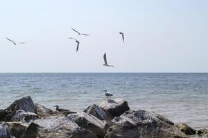 gaviotas en el grande piedras en el mar. hermosa marina. foto