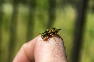 The wasp on the skin macro shot. photo