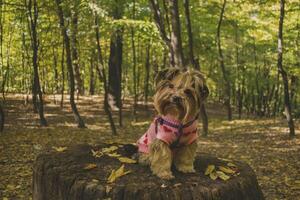 Yorkshire terrier in the park at autumn. Cute dog outdoor. photo