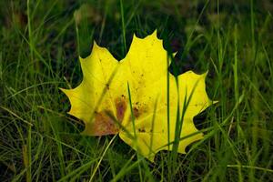 An yellow maple leaf in the green grass. Autumn background. photo