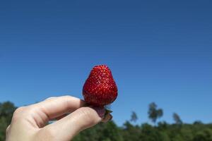 Ripe strawberry in woman's hand against a blue sky background. photo