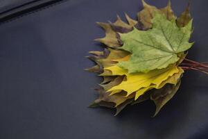 The fallen leaves of maple on the blue bag. Autumn background. photo