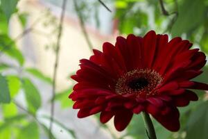 Red gerbera close up. photo