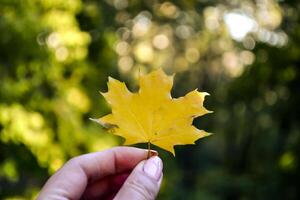 Yellow maple leaf in woman's hand. photo