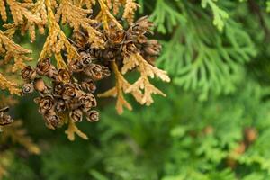 Dry branch with cones of thuja. photo