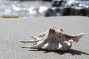 Beautiful seashell on the sand of the beach. Mollusk shell. photo