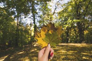 Woman holding the colorful autumn leaves. A bouquet of fallen leaves. Autumn vibes. photo