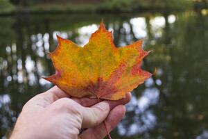 Hand holds an autumn maple leaf, close up. Against a lake background. photo