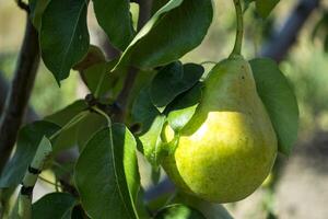 The ripe pears on the tree photo