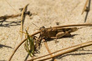 The grasshopper on the sand. Macro shot. photo