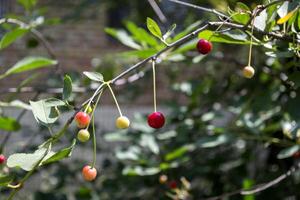 Cherry branches. Close up. photo