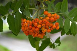 The clusters of berry on a rowan tree. Close up. photo