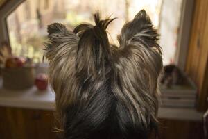 Head shot of yorkshire terrier which looking at window. photo