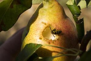 Wasp eating ripe pear. photo