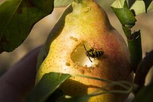 avispa comiendo maduro pera. foto