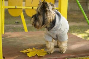 Yorkshire terrier in the park at autumn. Cute dog outdoor. photo