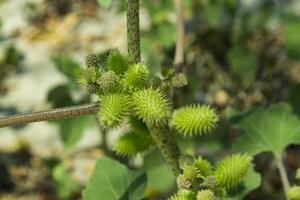 Spiny weed close up. photo