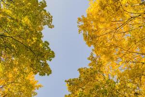 Deciduous forest at autumn. Beautiful maple trees. Golden fall. photo