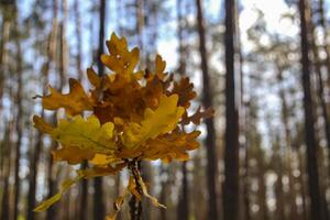 el amarillo hojas de un roble árbol. caído hojas. el rama de roble en hembra mano en contra un bosque antecedentes. foto