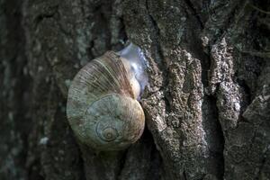 Snail shell on the trunk of tree. photo