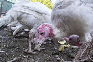 el pavos en un gallina casa. el pájaro granja. foto