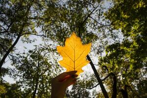 Girl holding yellow leaf of oak. Close up. photo