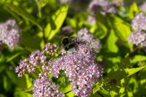 The bee on a blooming shrub. photo