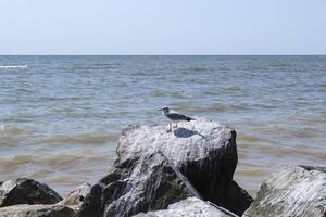 Seagulls on the big stones in the sea. Beautiful seascape. photo