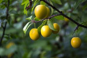 Yellow plums on the tree in the garden. Close up. photo