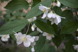 Blooming jasmine in June photo