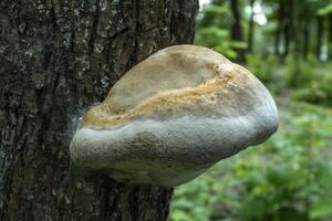 The poisonous mushrooms on trunk of tree. photo