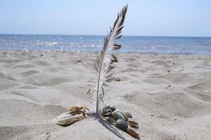 The feather of gull and seashells in the sand, against a seascape background photo