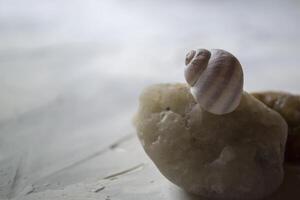 Sea stones and shell, close up. photo