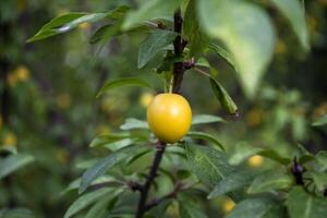 Yellow plums on the tree in the garden. Close up. photo