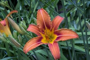 Orange lily. Macro shot. photo