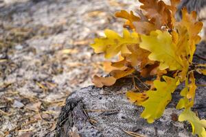 el amarillo hojas de un roble árbol. caído hojas. roble hojas en el suelo. foto