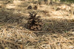 The pine cones on the dry needles, close up. Christmas wallpaper. photo