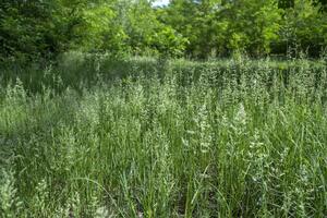 Green summer field. Close up. photo