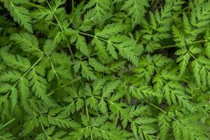 Green leaves pattern. Natural background. photo