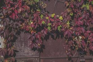 Colorful autumn leaves. Natural autumn pattern. photo