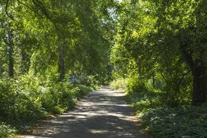 Empty green path. photo