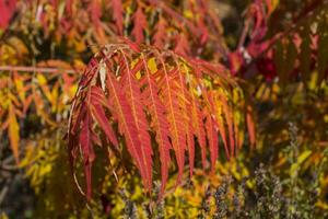 Red leaves pattern. Red natural texture. photo