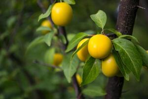 Yellow plums on the tree in the garden. Close up. photo