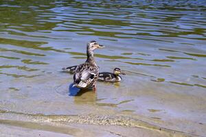 el Pato con patitos en el estanque. foto