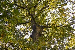 siglo roble árbol. foto