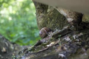 Snail shell on the trunk of tree. photo