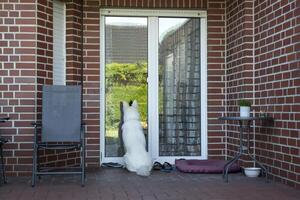 White swiss shepherd sitting at the entrance of the house. photo